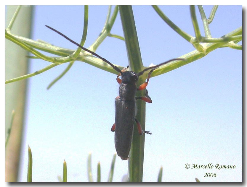Ritratti 2°: Phytoecia rufipes (Cerambycidae)